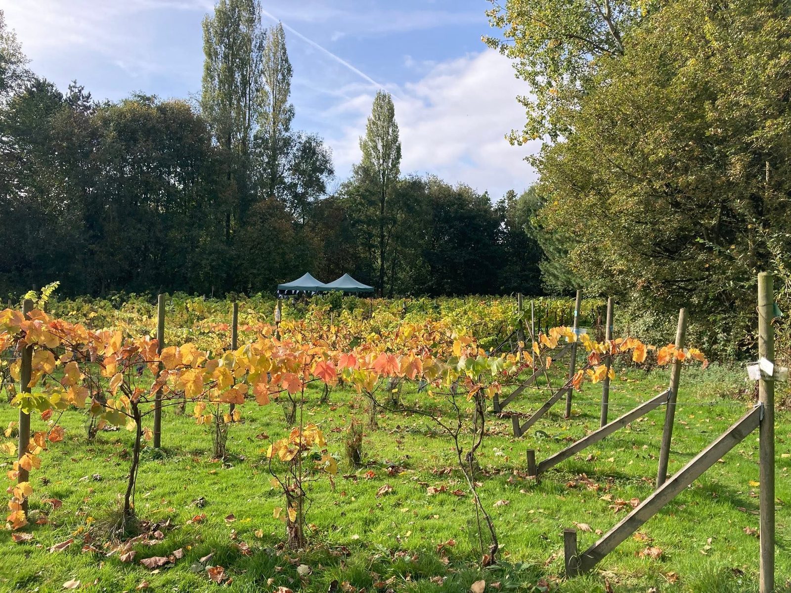 The vineyard at golden hour