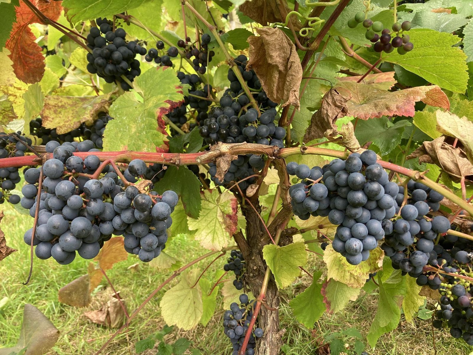Ripe grapes on the vine