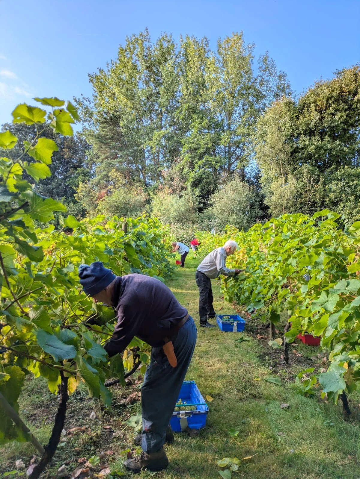 Tending the vines at Two Bridges