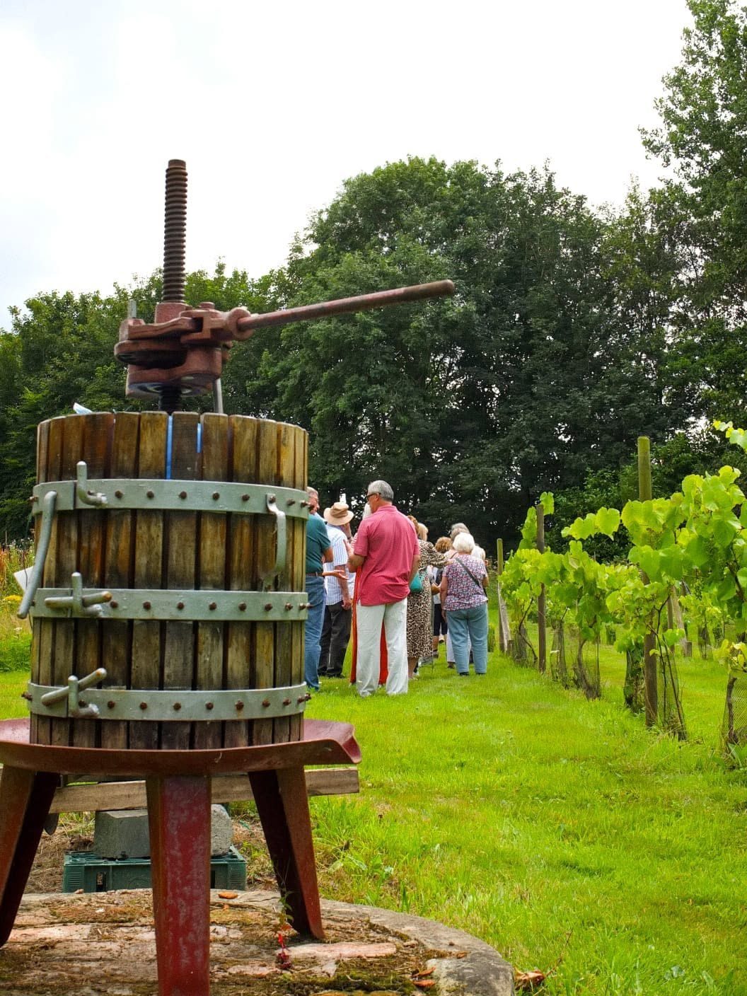 Guests walking through the vines at Two Bridges
