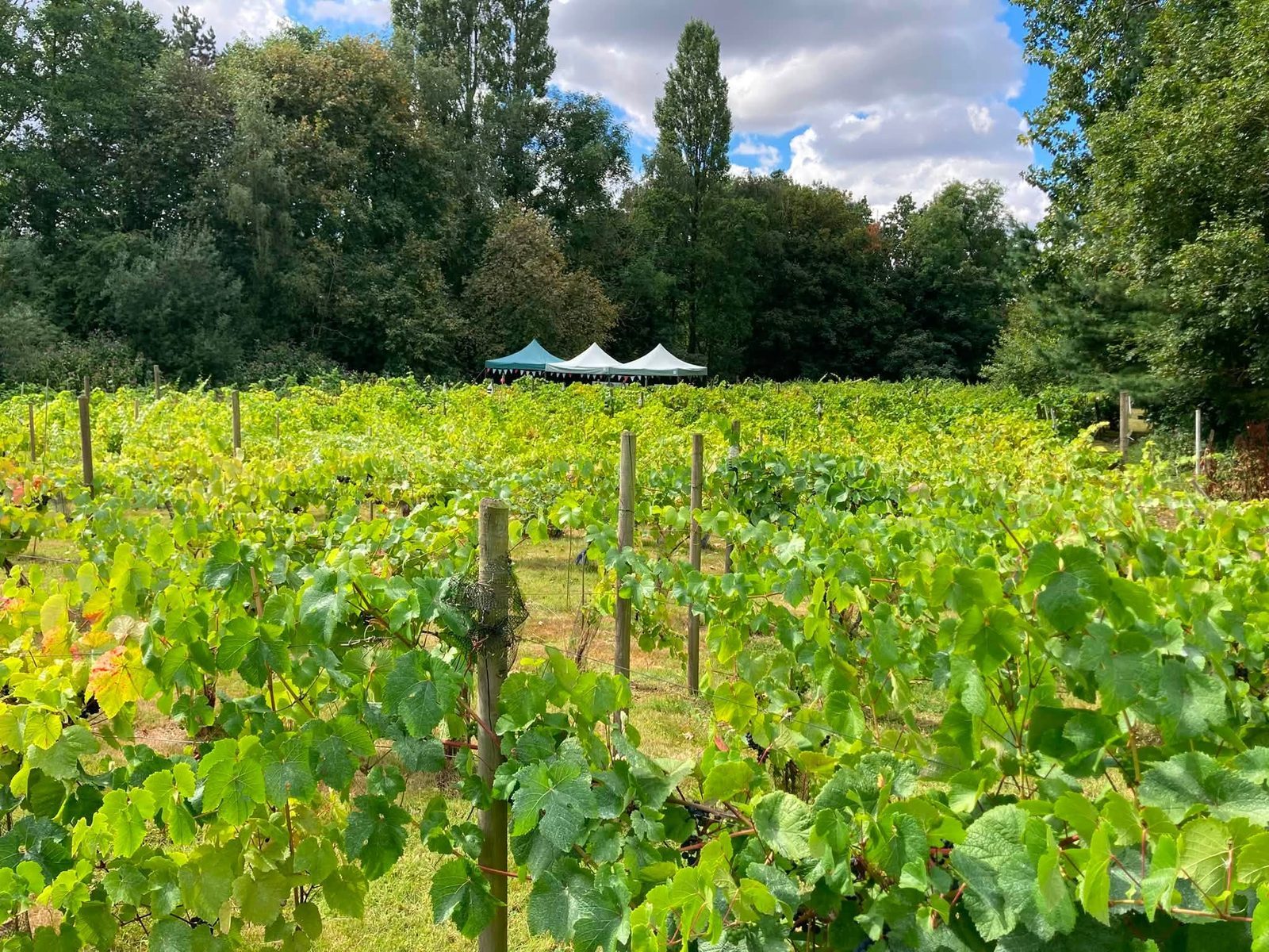 Rows of vines at Two Bridges